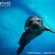 Illustration for article titled Pinnipednesday - Phoca vitulina Edition